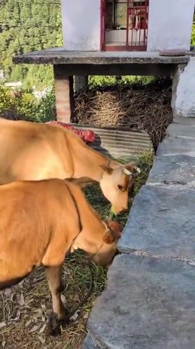 Early morning rural life captured in Haini, India