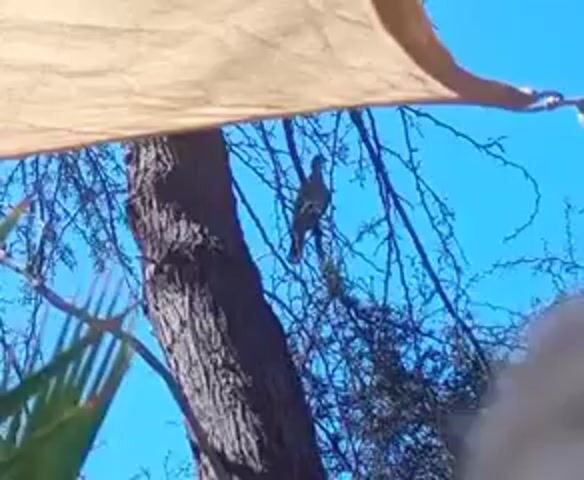 The video shows a bird perched in a tree against a bright blue sky. Part of a tan awning is visible in the top left corner. The tree has thin branches and some green foliage. The camera angle is from below, looking up. The bird is mostly silhouetted but appears to be medium-sized with a long tail. The focus is on the bird in the tree.