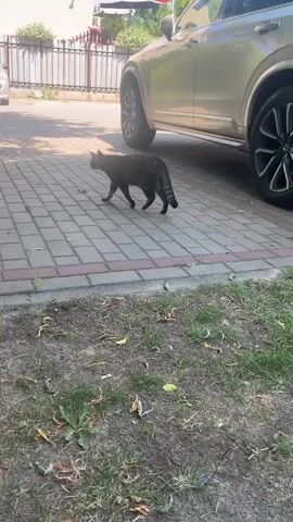 A black cat walks on a paved driveway. The cat is walking from left to right in the frame. A silver car is parked on the right side of the driveway. Another silver car is parked on the left side of the driveway. The driveway is paved with interlocking concrete pavers. The area around the driveway is covered with grass and some fallen leaves. The background shows a fence and some trees. The scene appears to be outdoors on a sunny day.