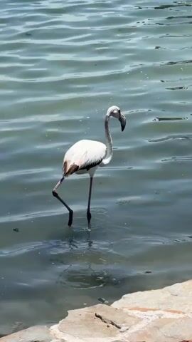 A single flamingo stands in shallow, rippling water. The flamingo is mostly white with some pink on its wings. It has long pink legs and a long, curved neck. The flamingo is bending its head down towards the water, appearing to drink or forage. The water is a murky green-blue color. The bottom edge of the frame shows a stone embankment. The scene is outdoors during the daytime.