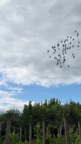 A flock of birds flies across a cloudy sky above a line of trees and a fence. The video begins with the birds in a tighter formation, then they spread out as the camera pans slightly. The trees are lush and green, and the fence appears to be made of wooden posts and wire. The sky is a mix of blue and white clouds, with some darker clouds suggesting an overcast day.
