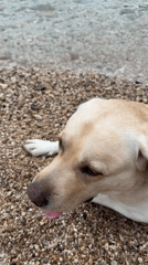 Dog rests on beach as sailboat anchors in Montenegro