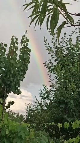 This is a vertical video of a rainbow appearing through lush green foliage and a cloudy sky. The rainbow is a faint arc of color, most prominent in the center of the frame, with hues of red, orange, yellow, green, blue, and violet visible. The leaves of several trees and plants frame the rainbow, with some branches reaching into the sky. The overall impression is one of nature's beauty after a potential rain shower. The lighting suggests it is either early morning or late evening.
