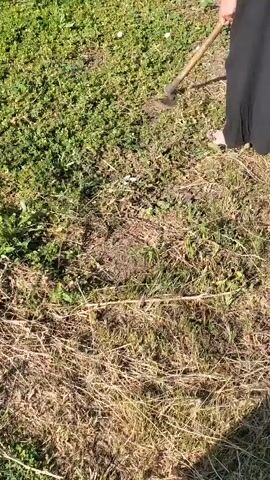 A person wearing a black skirt and sandals is using a hoe to dig in a grassy area. The ground is covered in dry grass and some green vegetation.