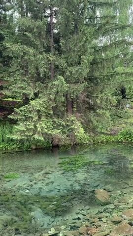 A vertical video pans across a body of water with a rocky, clear bottom and green aquatic plants. Tall evergreen trees line the opposite bank, with some displaying reddish-brown dead foliage interspersed among the green. The trees create a dense forest backdrop. The lighting suggests an overcast day. No people are visible.