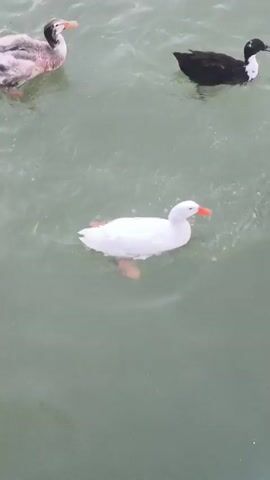 The video shows a flock of ducks swimming in murky green water. The ducks are a mix of white and black and white. Some of the ducks are preening or swimming actively, while others appear to be resting. The water is slightly rippled, indicating some movement. There are no people visible in the video. The lighting suggests it is daytime, possibly overcast.