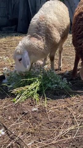 This is a close-up, outdoor, daytime video of two sheep. The sheep on the left is white and tan with floppy ears and is eating a bunch of green plants with small white flowers from the ground. The sheep on the right is brown and has a curly fleece; it is standing to the right of the white and tan sheep, facing away from the camera, and appears to be looking towards the white and tan sheep. The ground is covered with dry straw and dirt. In the background, there is a wooden fence made of vertical planks. The lighting suggests a sunny day.