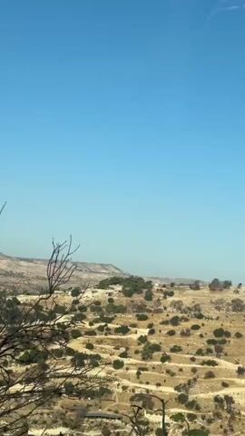 This is a vertical, eye-level, static shot of a dry, hilly landscape under a clear blue sky. The terrain is characterized by terraced fields, some appearing cultivated with scattered green shrubs and trees, while others are dry and brown. In the foreground, the gnarled branches of a leafless tree are visible. In the distance, the hills fade into a hazy, light brown backdrop, and the sky occupies the top half of the frame.