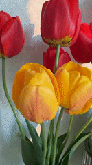 Tulip bouquet photographed in multiple angles, Tokkari-Lend, Russia