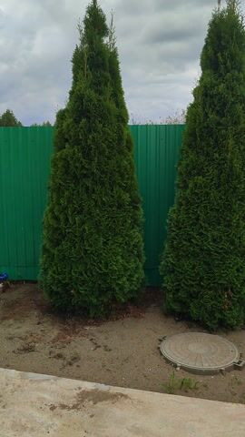 The video shows two tall, conical evergreen trees in front of a green corrugated metal fence. There is a manhole cover visible in the dirt next to the trees. The sky is overcast with clouds. The video is shot from a low angle and is rotated 90 degrees counterclockwise.