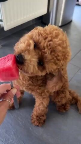 A small, fluffy, reddish-brown toy poodle is sitting on a gray tiled floor. A human hand, with a silver ring on the index finger, is holding a fork with a square piece of red watermelon on the end of it. The poodle is actively licking and biting the watermelon. The poodle's ears are long and floppy. In the background, there is a white radiator and a stainless steel appliance, possibly a refrigerator. The lighting suggests an indoor environment, likely a kitchen.