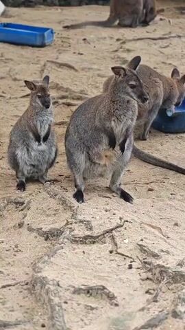 The video shows a group of kangaroos in an enclosure. The ground is covered in sand and some roots are visible. In the foreground, two kangaroos are standing. The kangaroo on the left is facing the camera and is mostly grey. The kangaroo on the right is also facing forward, but looking to the side. It has a pouch visible. In the background, there are more kangaroos. One is drinking from a blue container, and another larger kangaroo is in the far background. There are blue troughs and a fence in the background.