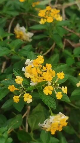 Okay, here is a brief, detailed description of the scene:

The video shows a close-up of a small cluster of Lantana flowers. The flowers are primarily yellow, with a few transitioning to white. They are surrounded by green leaves. A small insect, possibly a fly, is visible on one of the yellow flowers. Other Lantana flower clusters, both yellow and fading to white, are present in the background, surrounded by more greenery. The scene appears to be outdoors in natural lighting.