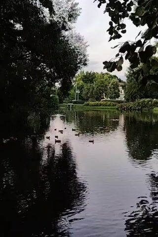 A group of ducks swim in a pond. Trees and buildings are visible in the background.