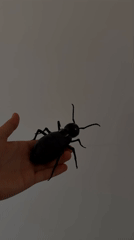 Big black toy insect held up against a plain wall