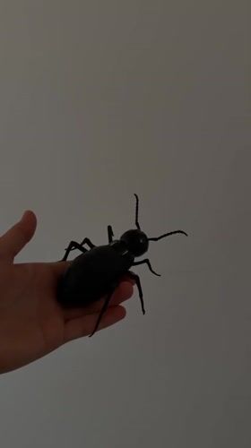 Big black toy insect held up against a plain wall