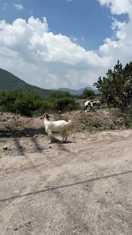 The video shows a herd of cows and goats walking on a dirt road in a rural setting. There are several cows, including a light brown one in the forefront, and a mix of black, white, and black-and-white goats. Some of the goats are standing on a small hill covered in cacti and vegetation. In the background, a person can be seen walking behind the herd. The sky is blue with scattered clouds, and there are trees and power lines visible along the road.