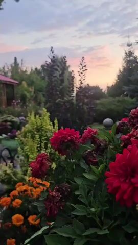 The video pans across a garden at dusk. In the foreground, vibrant red and orange flowers bloom. To the left, a path made of stone and brick winds through the garden, lined with various plants and flowerbeds. A small, wooden gazebo with a red roof is visible in the middle ground, nestled among lush greenery. The background features a mix of trees and bushes, with a soft, pink and purple sky overhead, indicating the setting sun. The overall scene is peaceful and natural.