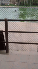 Swimming Activity Observed at Urban Fenced Pool Complex