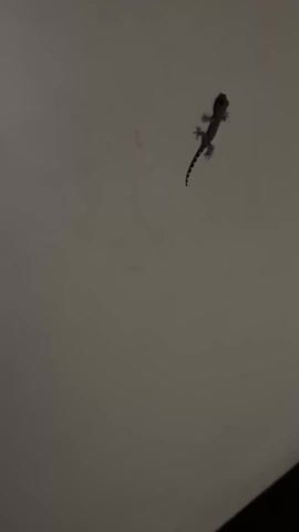 The video shows a small gecko clinging to a light-colored wall. The gecko is mostly gray with a striped tail. The gecko remains still for a few seconds, then moves slightly, pauses again, and moves again.