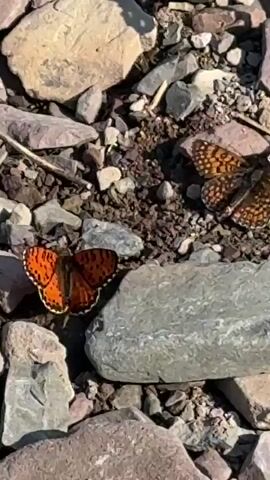 The video shows a close-up of a rocky, outdoor environment. Several butterflies, mostly orange and brown, are visible resting on and around the rocks. Some have their wings open, revealing intricate patterns. One butterfly in the foreground has its wings spread wide, displaying bright orange and black markings. In the background, a small green plant is growing amongst the stones. The lighting suggests it is daytime, with shadows cast by the rocks. The scene appears to be a natural habitat for these insects.