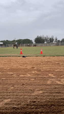 Horse training session observed at Rigachikun riding facility