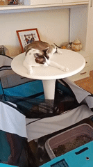 Cats and kittens roaming a busy home in Roseto degli Abruzzi