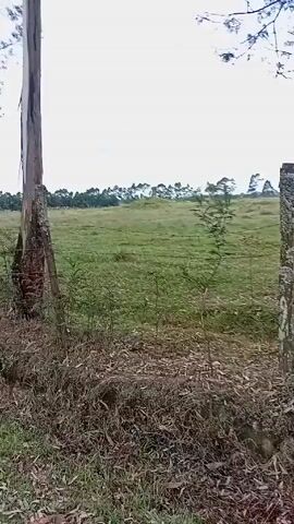 The video shows a view of a grassy field under an overcast sky. A line of trees marks the horizon in the distance. In the foreground, a fence made of wooden posts and wire runs along the edge of the field. Several trees stand near the fence line, with dry leaves and branches littering the ground around them. The camera pans slightly, showing more of the fence and the field beyond. There is no visible human activity in the video.