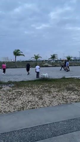 In the video, several people are seen walking dogs in an outdoor paved area with scattered vegetation and palm trees in the background. The sky is overcast and appears to be either dawn or dusk. The focus is on a group of men and one woman, with one man in a white t-shirt and grey pants actively interacting with two white dogs on leashes. Another man in a black shirt and shorts is to the left, and a group of men are walking in the background. The man in the white t-shirt appears to be adjusting or attending to the dogs' leashes or harnesses. The overall scene depicts a casual outdoor gathering with pets.