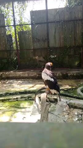 A bird of prey with black, white, and brown plumage sits perched on a log in an enclosure. The bird is facing to the right and appears to be preening its feathers. The enclosure has a concrete floor with some greenish water in a pool. A fence with a bamboo-like wall is visible in the background. The overall environment suggests an outdoor aviary or zoo exhibit.