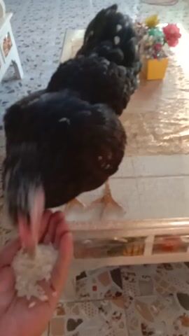 A black chicken with white speckles on its wings pecks at a pile of white rice held in a person's open palm. The chicken is positioned in front of the hand, with its head tilted downwards and its beak in contact with the rice. The background shows a tiled wall with a mosaic pattern. To the left of the scene, there is a white shelf with what appear to be small framed pictures or cards. The lighting is somewhat diffused, suggesting an indoor environment.