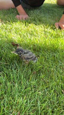 The video shows a baby bird sitting on a patch of green grass. The bird appears to be a fledgling, with some downy feathers and some developing adult feathers. Its eyes are open, and it is looking around. In the background, the legs and arms of two people are visible, suggesting they are observing the bird. One person appears to be kneeling or crouching. To the left of the bird, there is a white bucket or container. The lighting suggests it is daytime and sunny, with shadows cast on the grass. The scene is natural and outdoor.