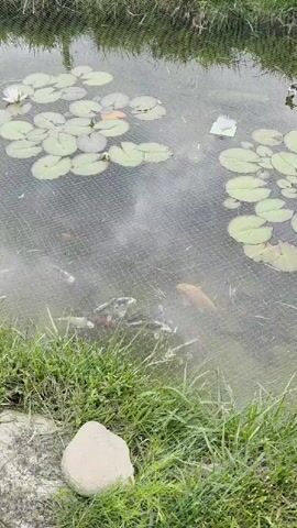 The video showcases two distinct outdoor garden scenes.

The first scene (0:00-0:03) presents a pond viewed from above. The water is covered by a fine mesh net, under which several koi fish of varying colors (including orange, white, and black/white) swim. Numerous lily pads float on the surface, with at least one white water lily in bloom. Green grass borders the pond in the foreground, and a light-colored rock rests beside it.

The second scene (0:03-0:06) shifts to another part of the garden, revealing a stone-based water feature or small stream. Rocks covered in moss and small green plants form the structure, with a terracotta pot incorporated into the design, lying on its side. A green circular object, possibly a drain or filter component, is visible near the water. In the background, a large blue tarp with white star graphics and partially visible text "MY" covers an area, surrounded by green shrubs and a black plastic bag.

The time of day is daylight, and the weather appears clear. No people are visible. The setting suggests an established garden or backyard pond in Dimovo, Bulgaria.