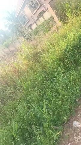 The video depicts a semi-rural or suburban environment on a sunny day. In the foreground, there's overgrown vegetation consisting of tall grasses and leafy plants. Behind the vegetation, the ground slopes upward to an area of exposed dirt and what appears to be some construction materials, possibly cinder blocks. In the background, there's a two-story house with a light-colored exterior and a gated entrance.  A person is visible sitting near the gate. The overall impression is of a residential area with a mix of landscaping and construction.