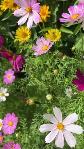 The video shows a close-up view of a garden filled with various colorful flowers, primarily pink and yellow. The flowers are in full bloom and appear healthy, with lush green foliage surrounding them. The sunlight is bright, casting shadows and highlighting the vibrant colors of the petals. Some of the flowers are delicate, with thin petals, while others are more robust with numerous ray florets. The camera movement is gentle, panning across the garden to capture different angles and compositions of the floral display. There are no people or animals visible in the video. The background consists of a reddish-brown wooden fence and some blurred green leaves. The overall impression is one of natural beauty and a peaceful, sunlit garden.