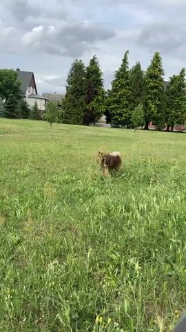 A small, fluffy brown dog with a curled tail is in a grassy field. The dog is running towards the camera. The dog stops running and looks up at the camera, with its head tilted slightly. The dog's ears are perked up and its eyes are wide. The background of the video consists of green grass, some trees, and houses. The sky is cloudy.