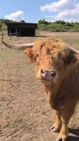 The video opens with a close-up of a highland cow's face, with its long horn visible. The cow is looking towards the camera. The scene then pans out to reveal a farmyard with a fence in the foreground and a rustic shelter in the background. Two horses are visible in the distance, behind the fence, grazing in a field. The ground is dry and dusty, with patches of dry grass. The sky is blue with a few white clouds. The camera continues to pan down, showing the ground and some shadows from the fence. The video ends with a shot of the ground, with grass and shadows.