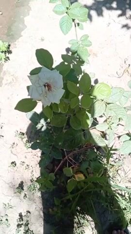 A white rose with a bee on it is shown from a high angle, with green leaves and brown soil surrounding the plant. The rose is on a thin stem and is in focus.