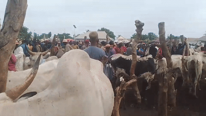 Rural livestock market draws crowd in traditional dress