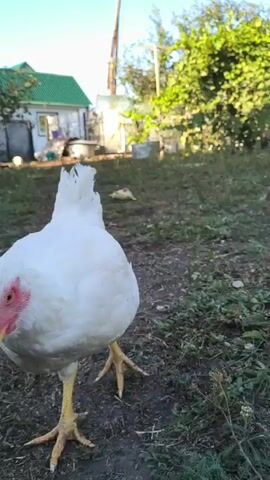 A white chicken with pink facial skin and a yellow beak walks towards the camera in an outdoor setting. The chicken has yellow legs and feet. The background shows a house with a green roof, trees, and a power pole. The ground is covered with grass and dirt. The camera is low to the ground, giving a close-up perspective of the chicken. The sky is clear and blue.