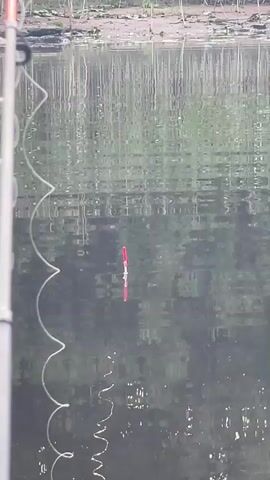 A fishing bobber floats on the surface of dark water. The water's surface is rippled, reflecting the green foliage of trees on the opposite bank. A fishing rod, partially visible on the left side of the frame, has a fishing line extending to the bobber. The bobber is red and white, with a thin silver band around its middle. It is upright and stationary.
