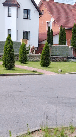 Quiet morning street life documented in suburban Belarus village