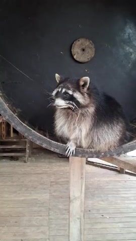 The video shows a raccoon sitting inside a large, old-fashioned hamster wheel. The wheel is dark grey or black, with a wooden structure supporting it. The raccoon has thick fur, a black mask around its eyes, and a collar around its neck. It's sitting calmly, looking to the side. The wheel is positioned on a wooden platform or porch, with visible wooden planks making up the floor. There is a wooden beam supporting the wheel near the raccoon's front paw.  The background is dark inside the wheel, with a small wooden disc attached to the back wall of the wheel.