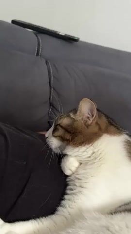 The video shows a cat sleeping on a person's lap. The cat is mostly white with brown and grey tabby markings on its head and back. It is curled up and appears to be in a deep sleep. A person's hand is visible gently petting the cat's head. In the background, a grey couch is visible with a black remote control lying on it. The lighting suggests an indoor environment.