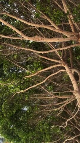 The video is a low-angle shot looking up into the branches of a tree. The branches are numerous and spread out, with some thin, bare branches interspersed with branches covered in green leaves. The light filters through the leaves, creating a dappled effect. In the background, out of focus, there are hints of other trees and possibly some buildings or structures. The video appears to be taken outdoors on a clear day. There are no people or animals visible in the frame, and no actions are taking place other than the slight movement caused by the wind gently rustling the leaves. The environment is a park or a street lined with trees.