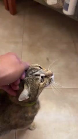A human hand pets a tabby cat on its head and cheek. The cat wears a green collar. The scene takes place indoors on a tiled floor.