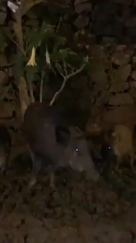 At night, three dark-colored wild pigs are standing in mud next to a short tree. A black-and-white cat is perched in the branches of the tree. The pigs are illuminated by a light source. A stone wall is in the background.