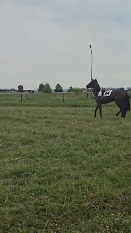 The video shows a person in a blue jacket and a white hat walking a dark-colored horse in a grassy field. The horse has a saddle pad with the number 44 on it. The person is holding a lead rope attached to the horse's bridle. The horse appears to be either walking or trotting. In the background, there is a fence and some trees. The sky is overcast. The video is shaky, suggesting it was filmed handheld.