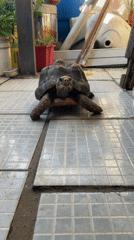 Turtle and cityscape scenes captured in Caracas Venezuela