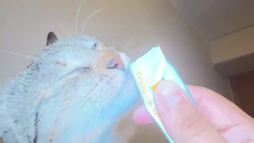 A close-up shot shows a tabby cat licking a white and orange packet held by a person's hand. The cat's tongue is extended and making contact with the packet. Text on the packet reads "con biotina". The background is a blurred brown wall.